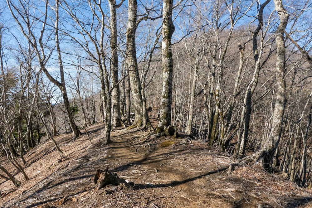 <p>稜線に出ると、冷たい北風が冬枯れの樹林帯を抜けて吹きつける。<br>3 月中旬ではあるが、1000m を超える山の気温は一桁前半と寒い。</p>