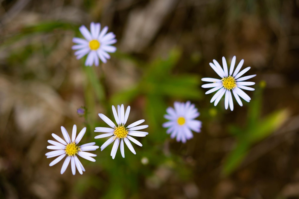 <p><span style="color:#000000">山野草にはとにかく無知で、頑張って調べたところ、たぶんこの花は「オオユウガギク」。</span><br><span style="color:#000000">ヨメナやノコンギクのような似た花が複数見つかって、花だけだと判断しにくい。</span><br><span style="color:#000000">名前を知らない花を見つけたら葉や茎も写真に収めておこう。</span></p>