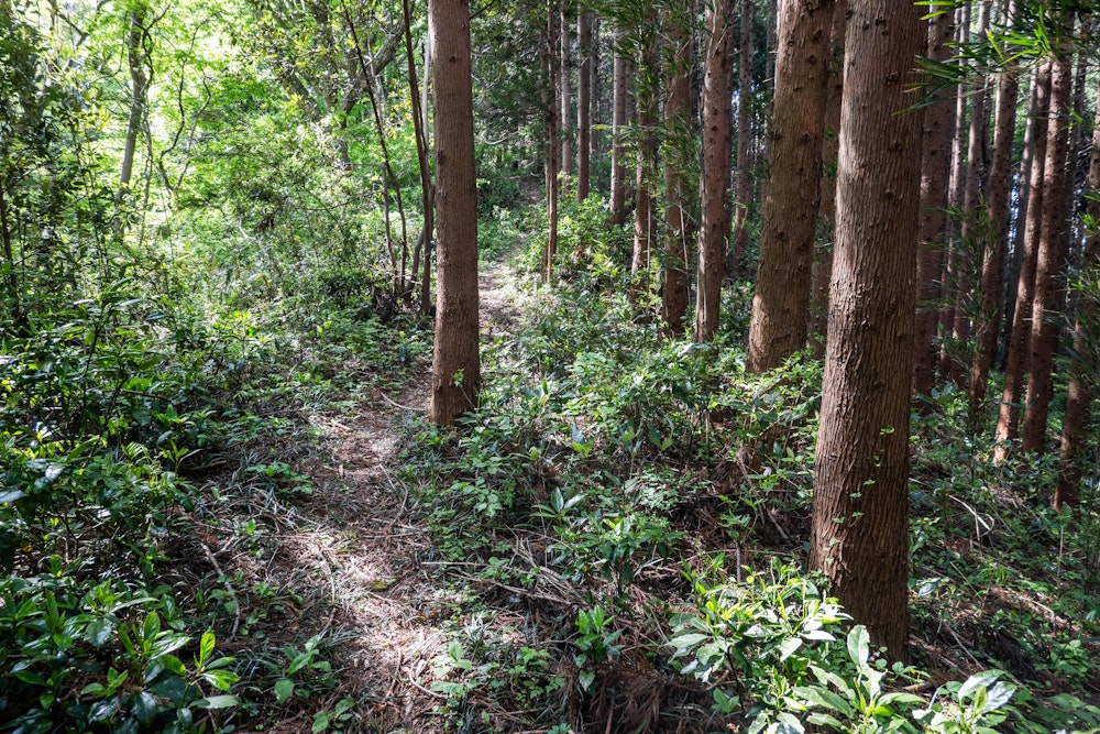 <p>一部区間を除いて踏み跡は明瞭だが、蜘蛛の巣が多く、長めの枝を持って前方を払いながら歩いた。</p>
