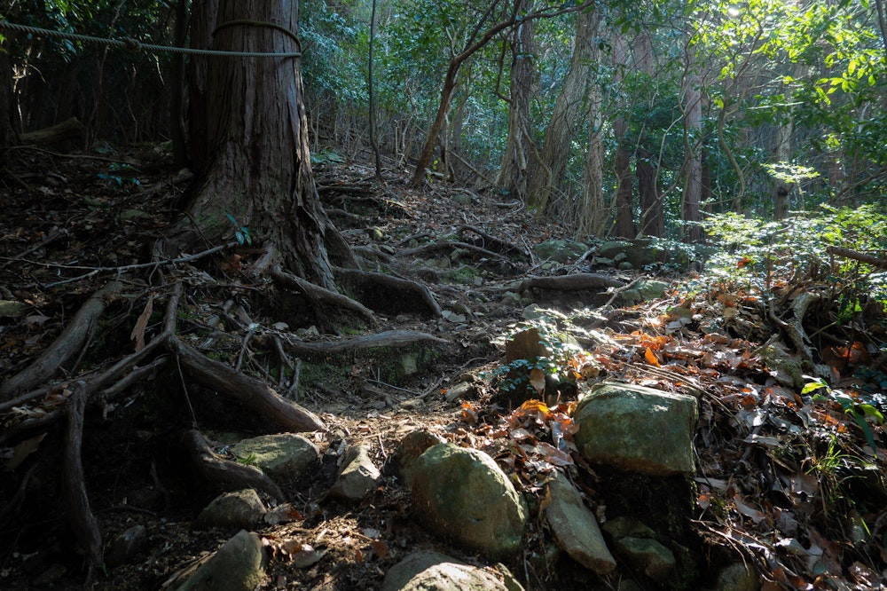 <p>常緑樹に覆われた樹林帯の急斜面を登っていく。</p>