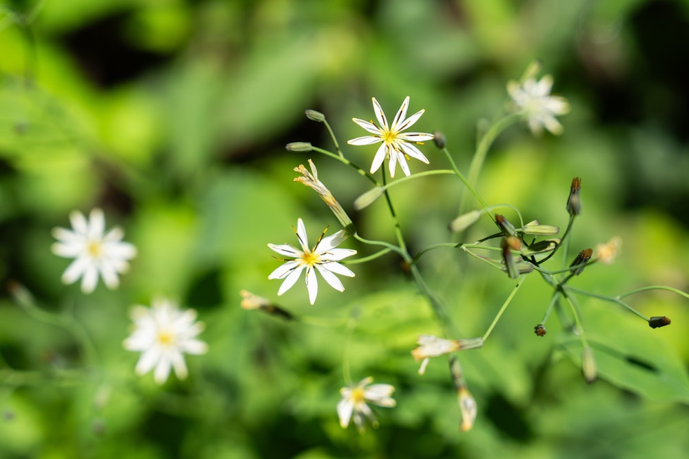 <p>花が開いたばかりで細いが、シロバナニガナだろうか。樹林帯の上部に咲いていた。</p>