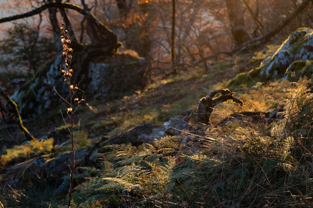 <p>２日目の朝は、日の出少し前から歩き始めた。</p>