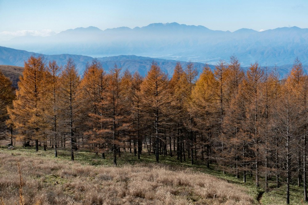 <p>南アルプスが遠くに見える。カラマツの紅葉が美しい。</p>