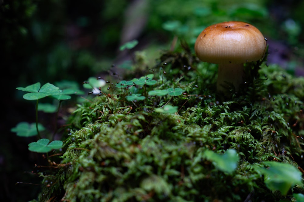<p>夜叉神峠から再び樹林帯を歩いて南御室小屋を目指す。<br>しっとりとした森で、たくさんの種類の苔やきのことたくさん出会った。<br>見るからに毒キノコっぽいものや、ポルチーニのように美味しく食べられそうなものまで。</p>