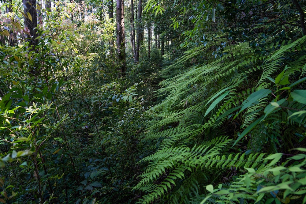 <p>林道上にある大箆柄岳登山口よりも下の区間は、九州自然歩道だからと侮るなかれ。<br>実際にはほとんど使われていないようで、激しい藪と蜘蛛の巣地獄が待っている。</p>