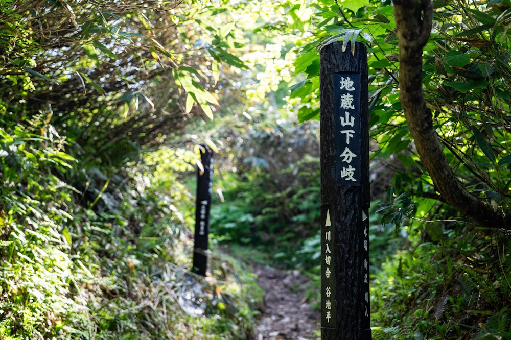 <p>地蔵山下分岐まで戻ってくれば、あとは樹林帯の尾根を延々と下るだけなので一安心。</p>