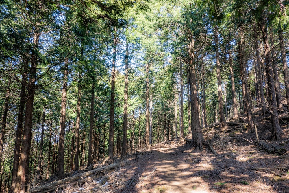 <p>静かなトレイルを淡々と進む。<br>雪は標高 1,000m くらいまで残っていた。</p>