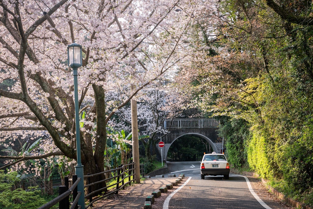 <p>公園内のどこを歩いても、美しい桜並木が楽しめる。</p>