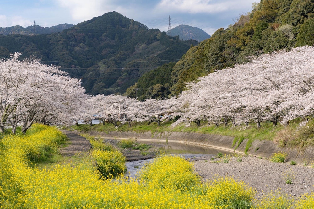 <p>新間谷川沿い、両側に見事な桜並木が並ぶ。</p>