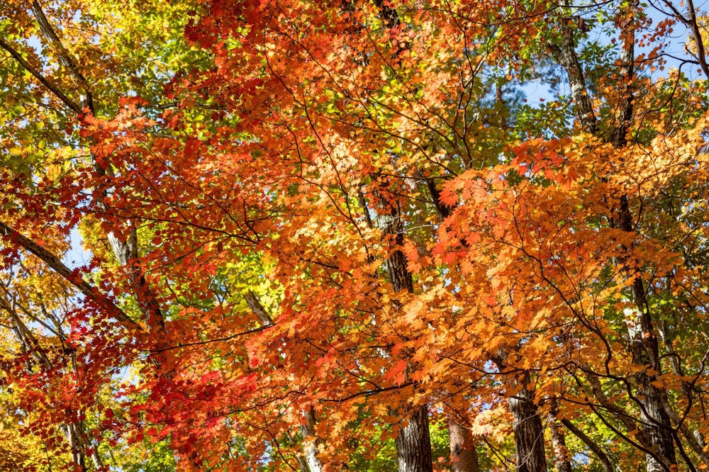 <p>カエデは真っ赤に染まり最盛期の装い。</p>