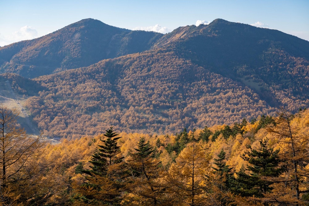<p>下山は、再び車坂峠方面に戻っていく。<br>日が傾いてきて、カラマツの紅葉がより輝いて見えた。</p>