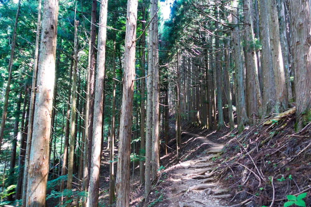 <p>明るい人工林の樹林帯を通って標高を少しずつ上げていく。</p>