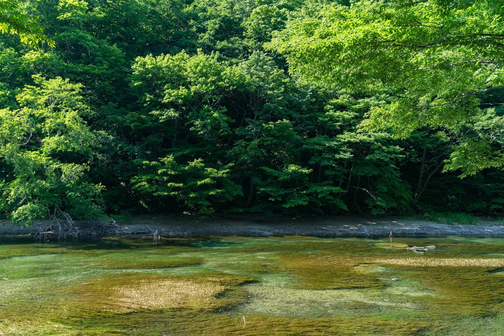 <p>十和田湖から流れ出る奥入瀬渓流は、とても透明度の高い清流になっている。</p>