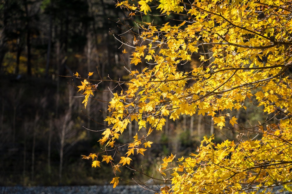 <p>下部は紅葉が美しい。<br>秋から冬へ、そして再び秋へと戻ってくる登山だった。<br>季節の境目の登山はお得感があって面白い。</p>