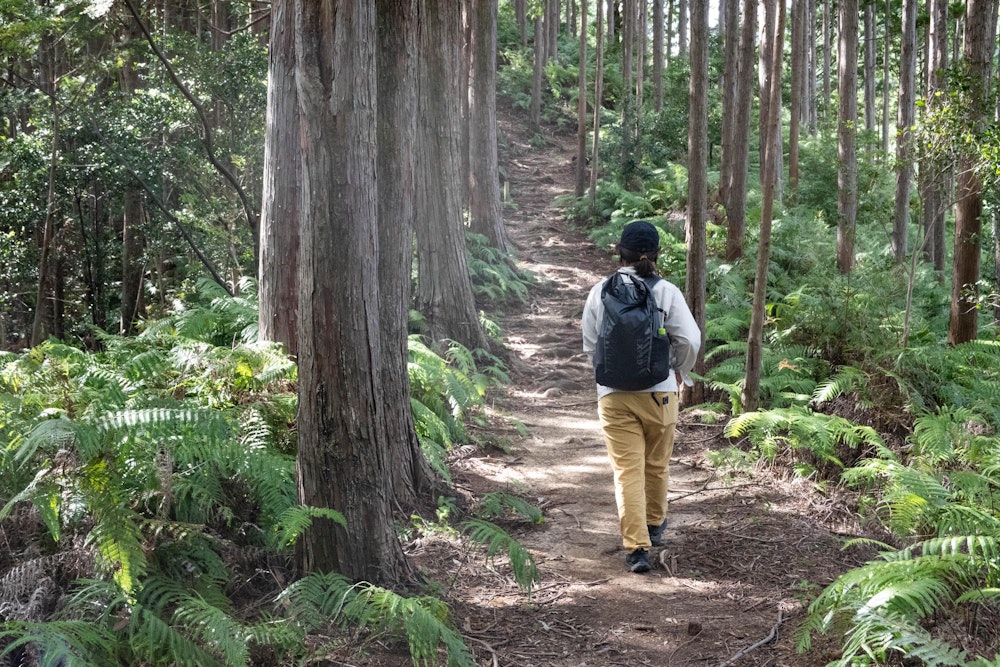 <p>単調な道に少し飽きたりしながらも便石山を目指す。だが登山道はよく整備されている。</p>