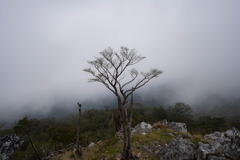 <p>国見岳頂上に佇む木。<br>霧に包まれた背景が、この木の孤独な雰囲気を掻き立てる。</p>