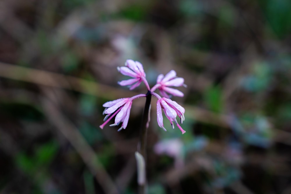 <p>朝露に濡れ控えめに花を開くショウジョウバカマ。<br>このようにミズバショウ以外にも尾瀬ヶ原には春の花々が咲き誇る。</p>