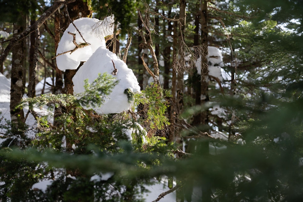 <p>日が傾いてくると、樹林帯の中に幻想的な光が差す。</p>