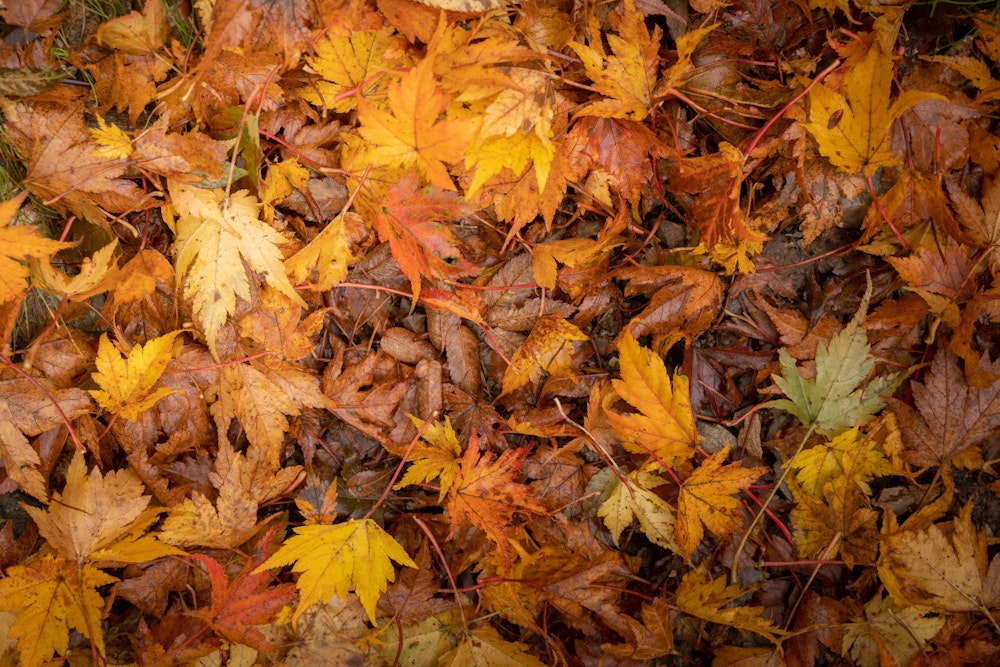 <p>足元が賑やかだ。<br>こんなにも落ち葉が綺麗だと、肝心の紅葉が終わってしまっているのではないかと不安になるが...</p>