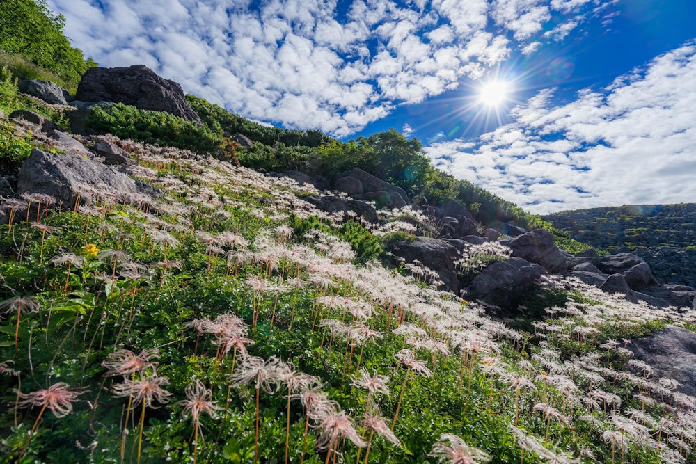 <p>チングルマの綿毛。空の雲が不思議な切れ方をしていた。その間から太陽が覗く。</p>