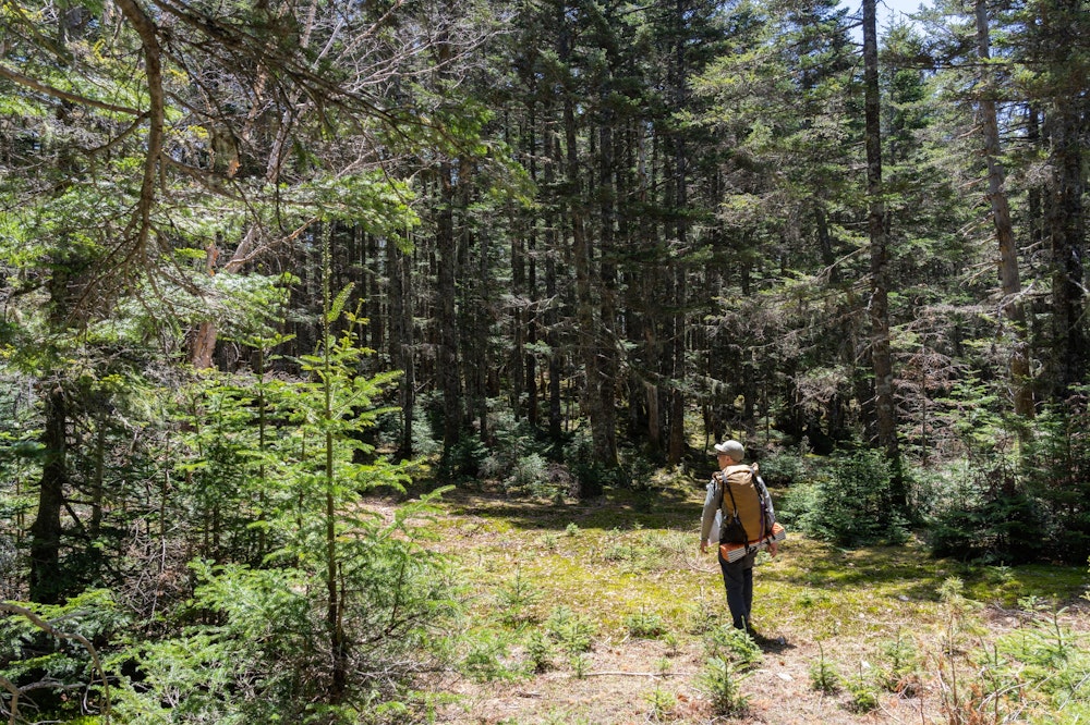 <p>生木割山からは椹島に直接通じる道があり、一般登山道ではないものの、山頂のケーブルテレビの配線を通すために使ったといわれる道で、今回はその踏み跡を辿った。<br>ここを通ることで、笊ヶ岳から椹島に下りるルート上にある危険なトラバース道を避けた形だ。<br>途中、突如として現れる平坦な場所は別天地のようで、不思議な気分にさせられる。</p>