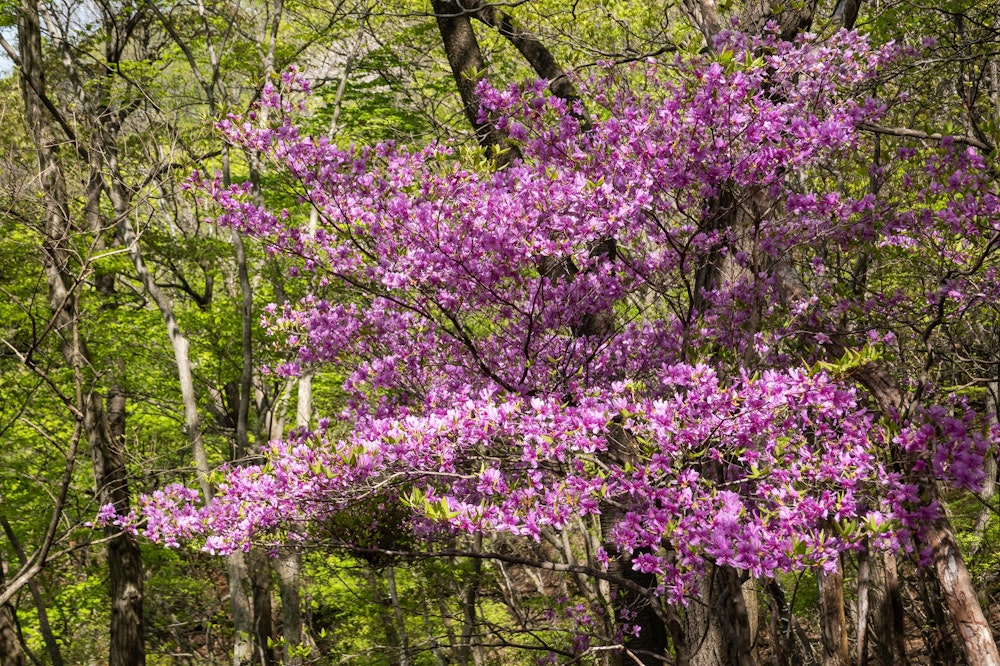 <p>北上して徐々に標高を上げていくと、あるところからミツバツツジが多くみられるようになった。<br>ここまでの行程でよく出会ったヤマツツジは鮮やかな赤色の花びらだったのに比べて、ミツバツツジは紫がかったピンクっぽい色をしている。<br></p>