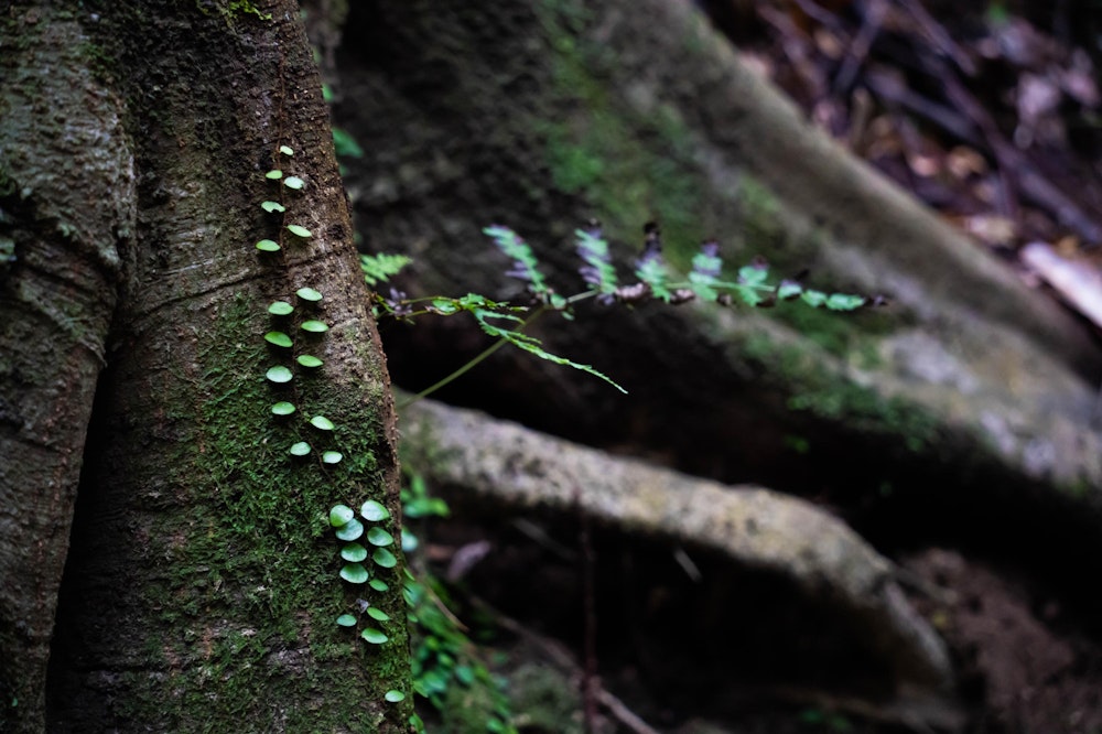 <p>木の根に這う苔。</p>