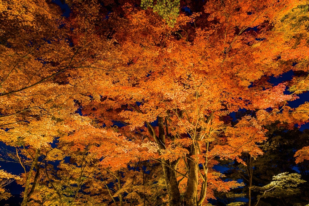 <p>日が暮れると、紅葉のライトアップが始まる。<br>自然には見られない光景だが、これはこれで楽しめた。<br>よくある残念なライトアップとして、人工的な色付けをしすぎて本来の味を失ってしまっているものがあるが、今回はそもそもの紅葉が美しく、人工の光に力負けしていないところがよかった。</p>