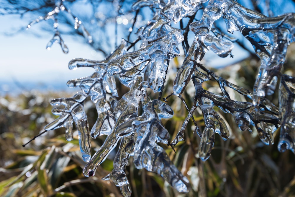<p>ここまで透き通って枝を包むようについているのは、雨氷っぽい感じだな。</p>