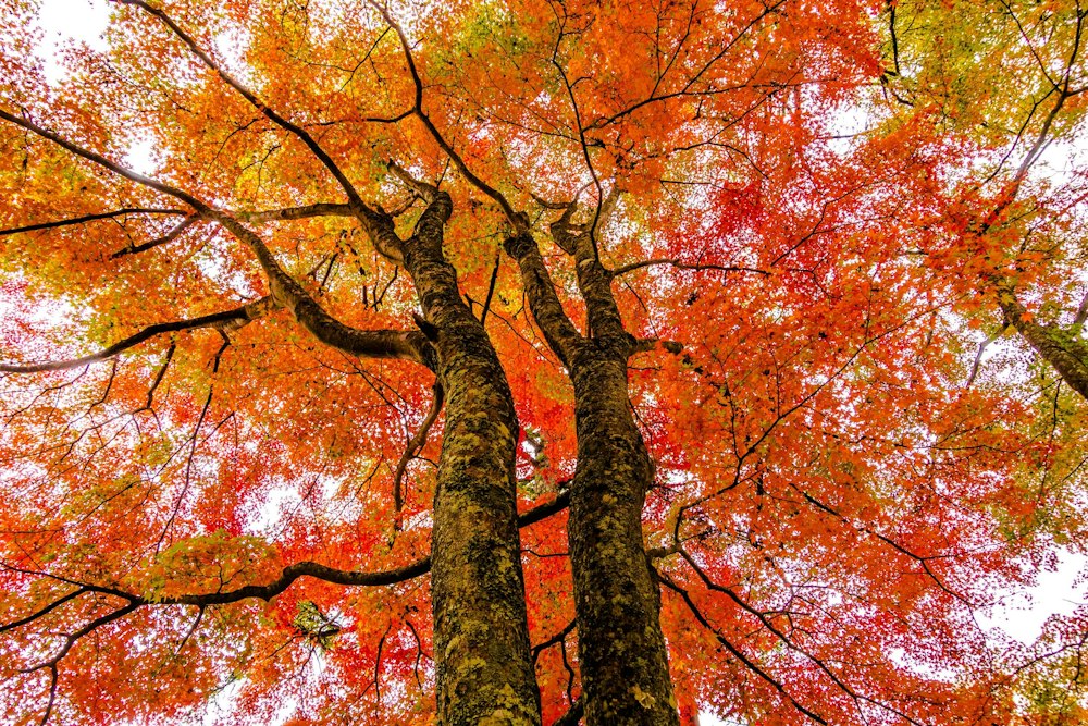 <p>夕刻、日暮れまでは自然光で紅葉を楽しむ。<br>とても鮮やかに色づいている。</p>