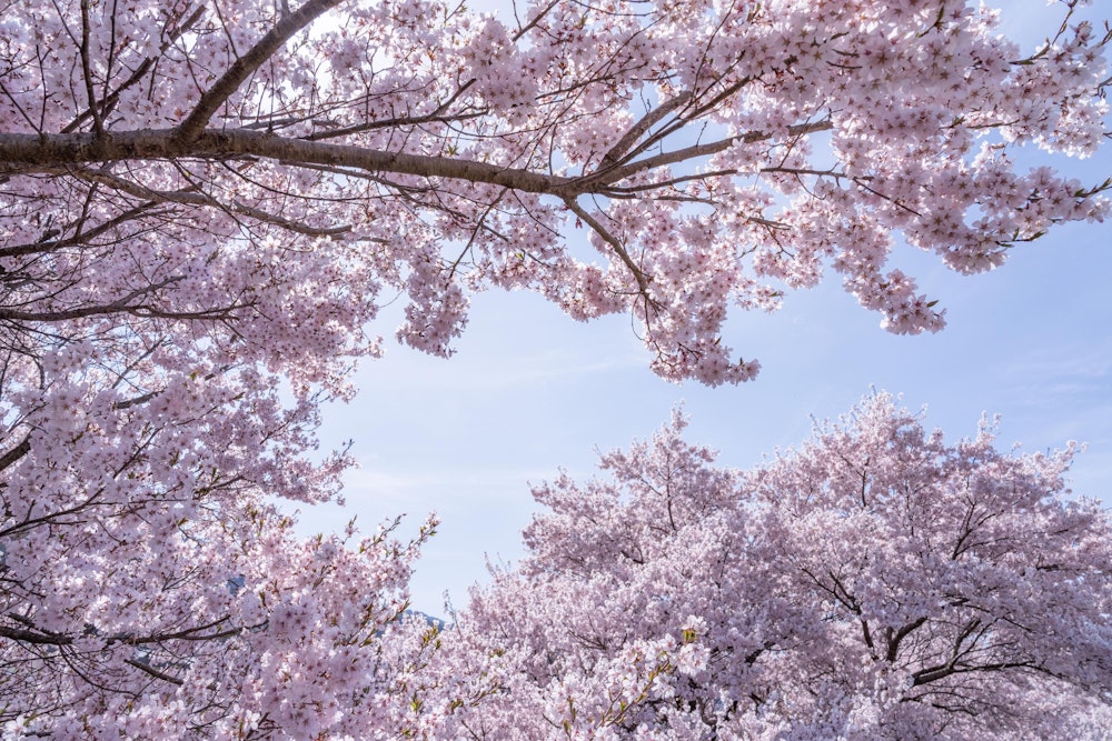 <p>ソメイヨシノではなく、タカトオコヒガンサクラという品種らしい。<br>少し花が小ぶりで、色が濃い。<br>あの高遠から贈られた桜というから、こんな道端の（というと失礼だが）桜並木といえ実は由緒があるということだ。</p>