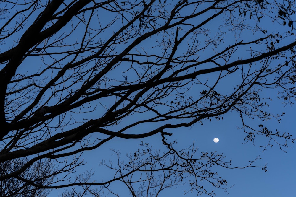 <p>尾根上の平坦地で幕営。月が綺麗な夜だった。</p>