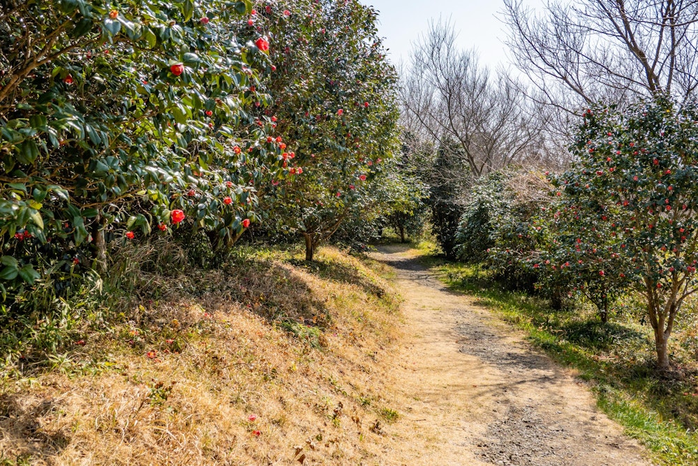 <p>月浜からまた少し山道に入り、稲ヶ崎公園へと続く小道を歩く。<br>椿の花がたくさん咲いていた。</p>