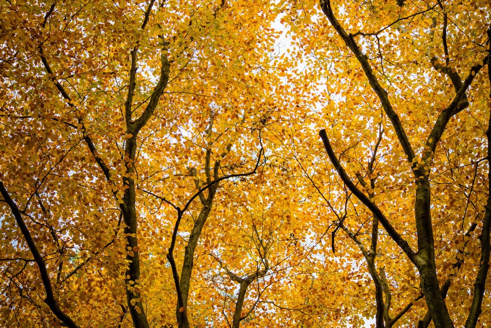 <p>黄色一色に染まる木々が見事。</p>