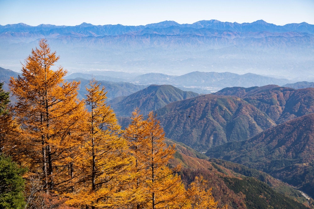 <p>標高を下げていくと、綺麗に色づいたカラマツ林に差し掛かり、しかも向こうの景色が開けて南アルプスの大パノラマを望むことができる場所があってテンションが上がる。</p>