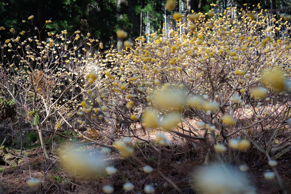 <p>中腹では、ミツマタの群生を楽しむことができた。<br>甘い香りが時折ふわっと香る。身延山は春の花々が目白押しだった。</p>