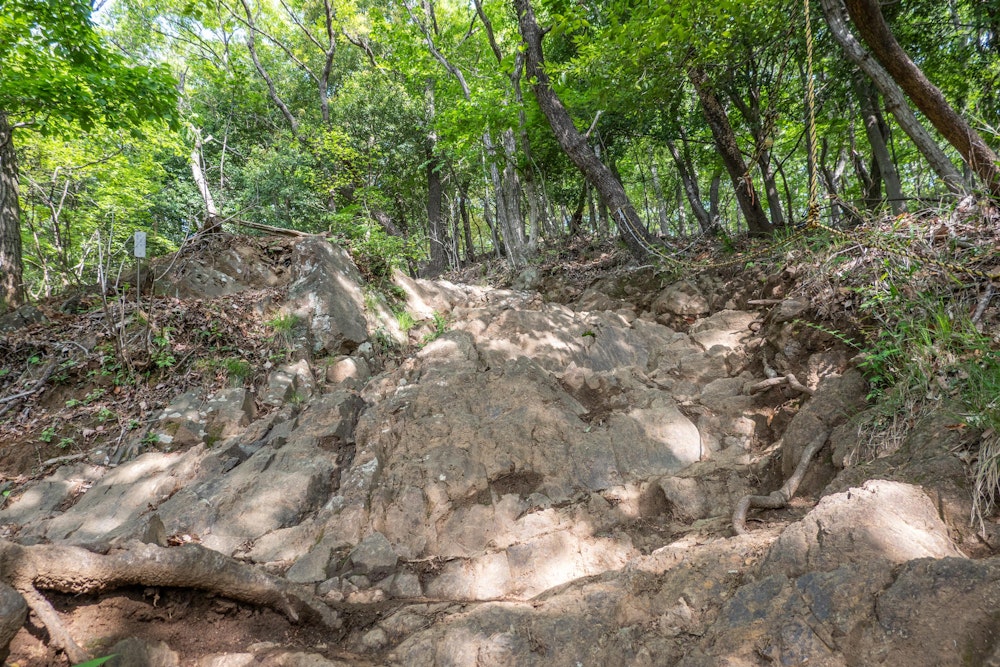 <p>住宅街のものすごい坂道を抜けると吾妻山の登山道に入るが、これまた急坂の登山道だった。<br>住宅街から直接登山道に入れるような地理的好条件からか、朝からたくさんの地元民が登っていた。</p>