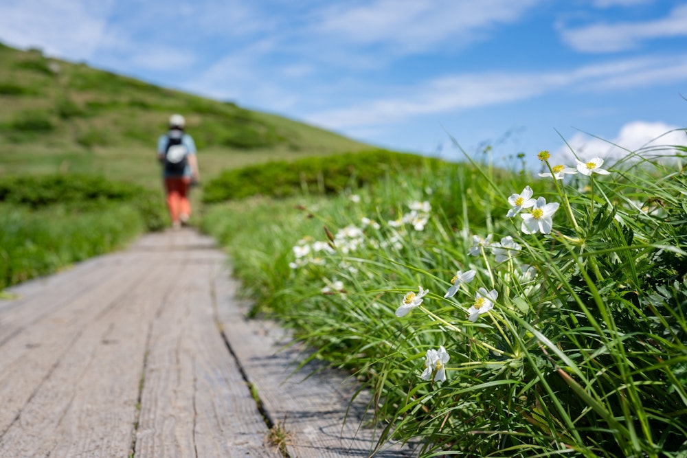 <p>木道の脇に、可憐に咲くハクサンイチゲ。</p>