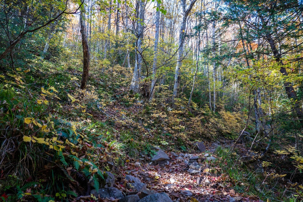 <p>神坂峠から恵那山にかけての登山道の紅葉はほとんど終わっていたが、今回、せっかくなので紅葉も楽しみたかった。というわけで、神坂峠からピストンではなく、より標高を下げるべく広河原登山口方面に抜けることにした。</p>