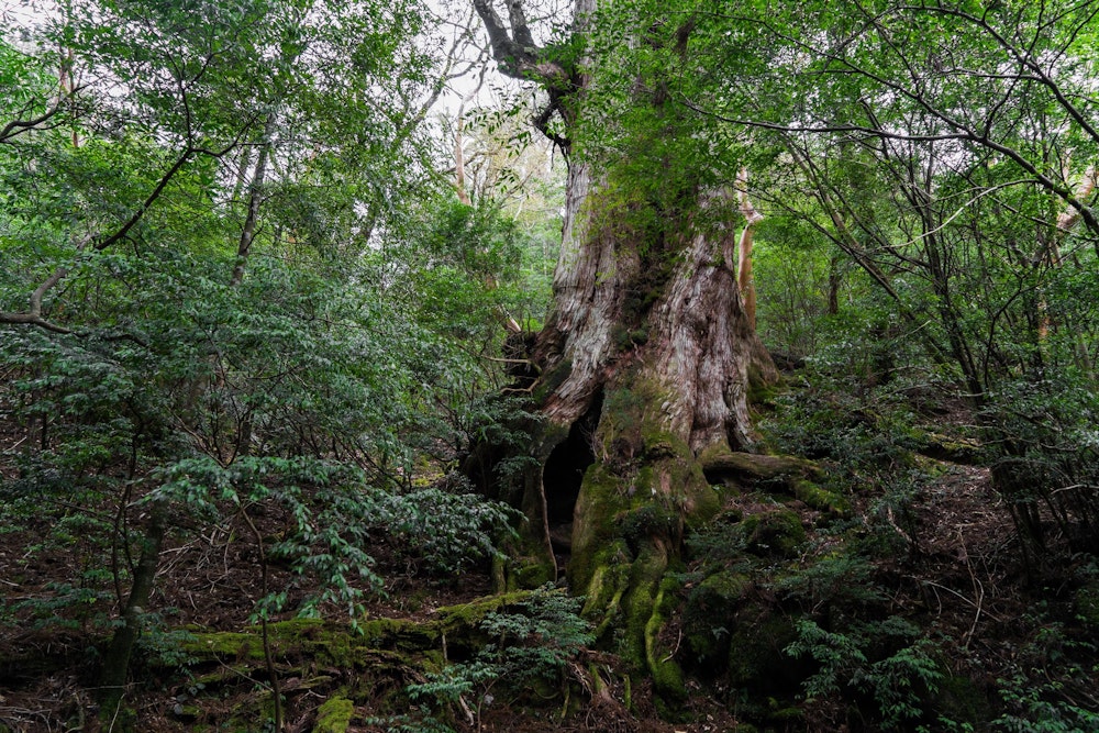 <p>縄文杉は保護のため、少し離れたところからしか見ることができない。<br>それでもこの樹齢 3000 年とも言われるその巨木は、圧倒的な存在感を放っていた。</p>