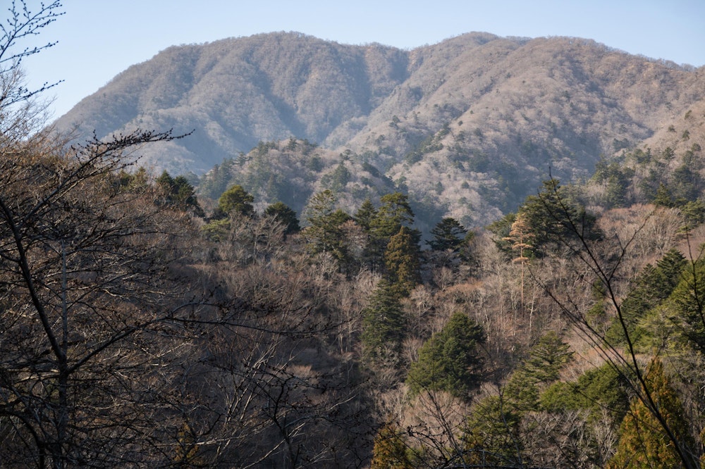 <p>大室山を見上げる。本当に見上げるような高さ。<br>この山域の山々の急峻さ、谷の深さを実感する。</p>