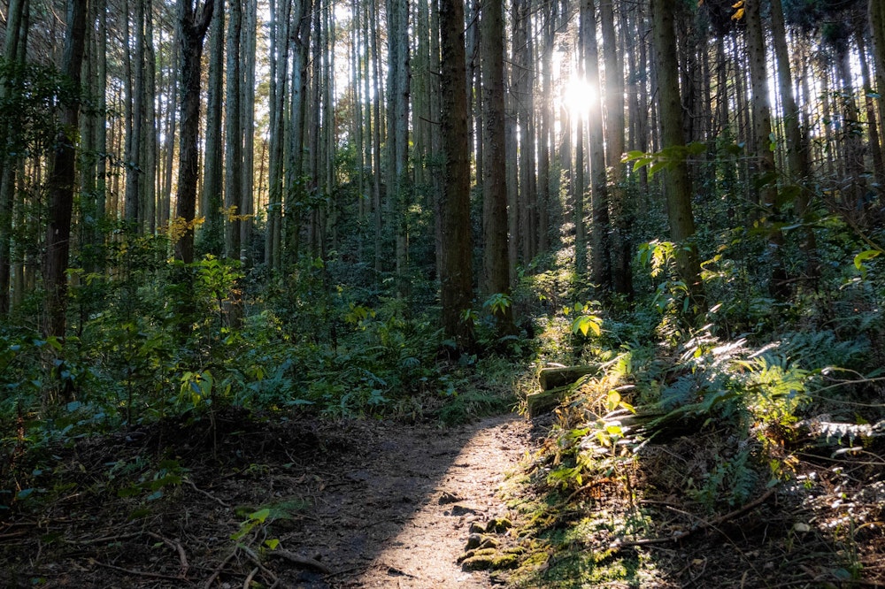 <p>トレイルに入ると、西日が差して気持ちが良い。</p>