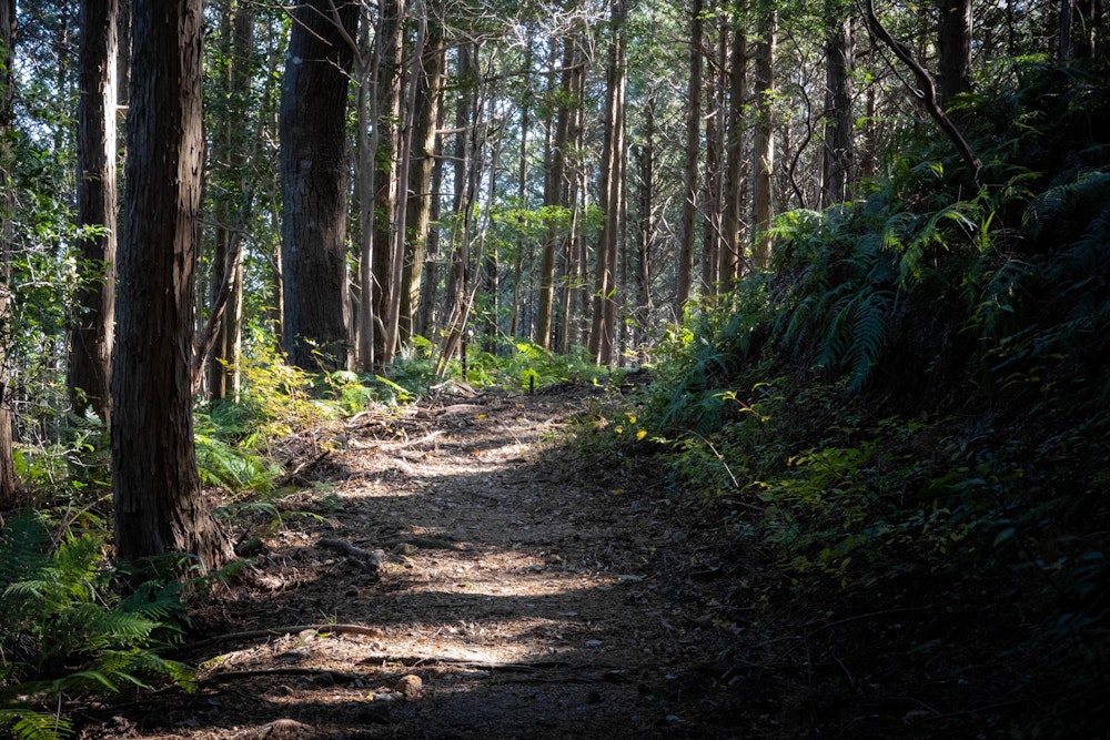 <p>二弁当峠でいったん舗装路に出たあと、念珠岳に向けてふたたびトレイルへ。</p>