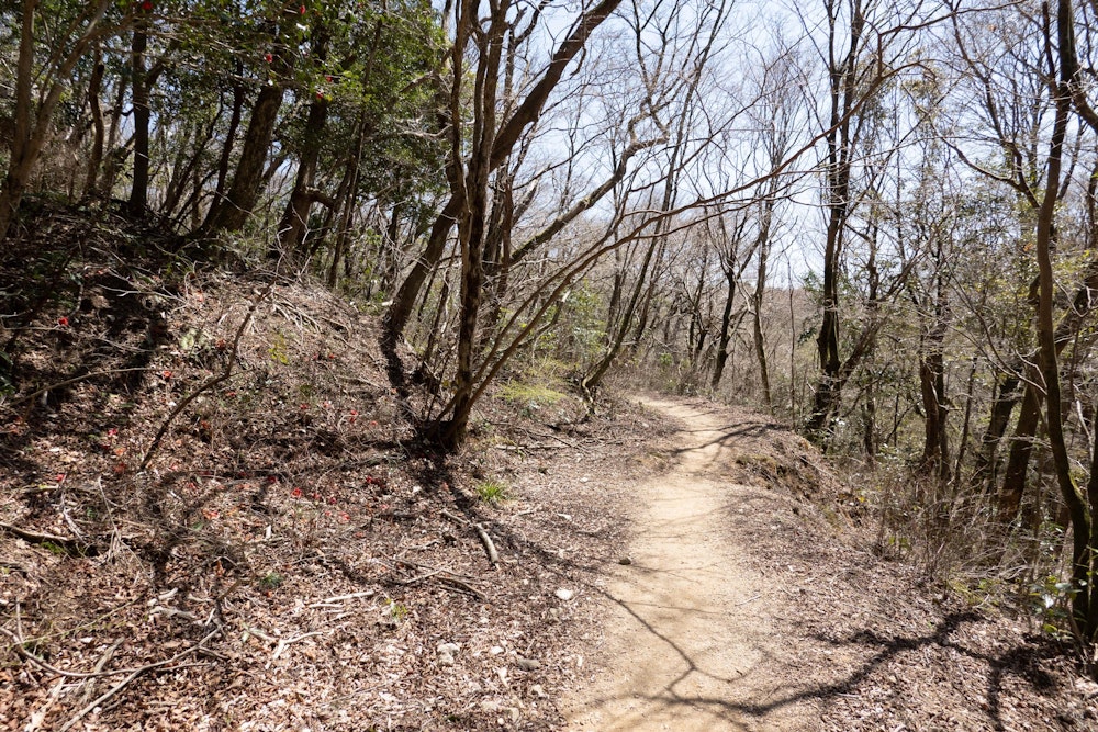 <p>九千部山手前の明るい登山道。平坦で爽快だった。</p>