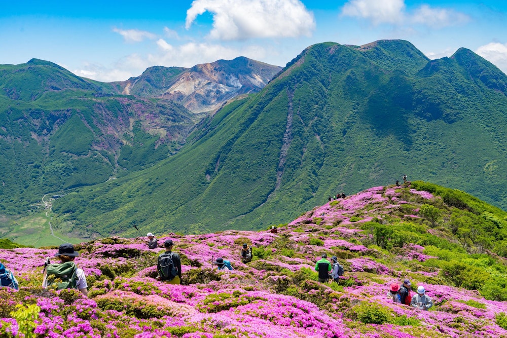 <p>花の海で泳ぐハイカーたち、とでも言えようか。</p>