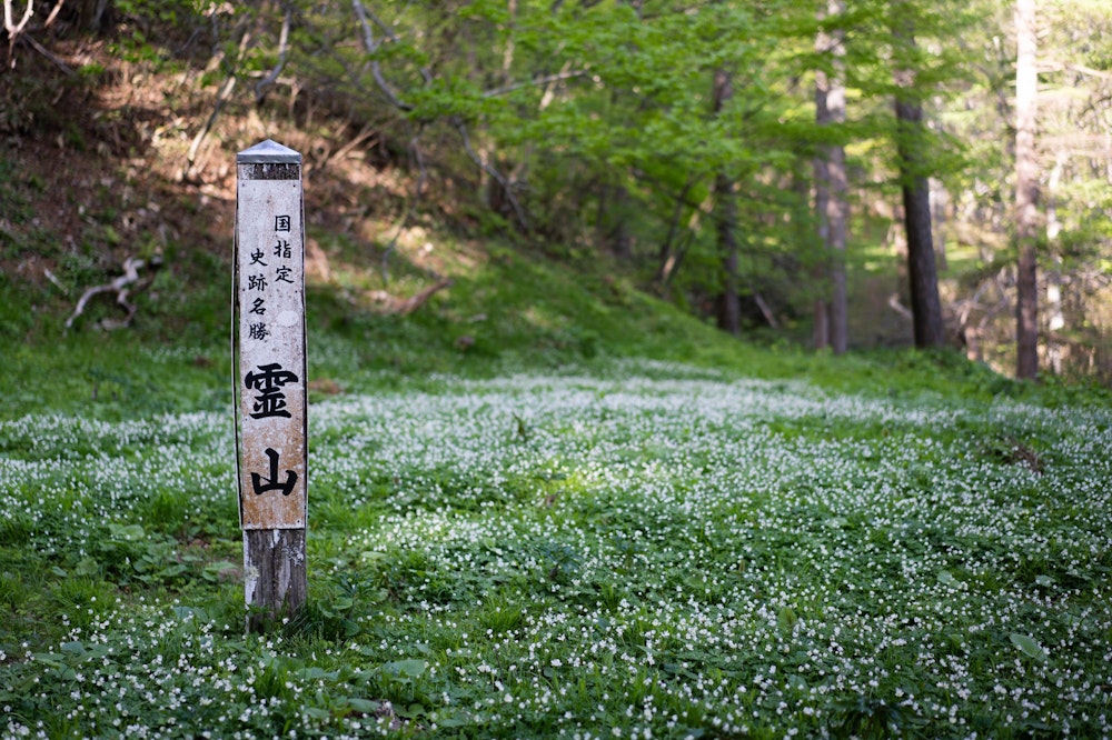 <p>奥まで進むと、ニリンソウの大群落がある。白く小さな花びらが無数に咲き乱れる。これを見たかった。<br></p>