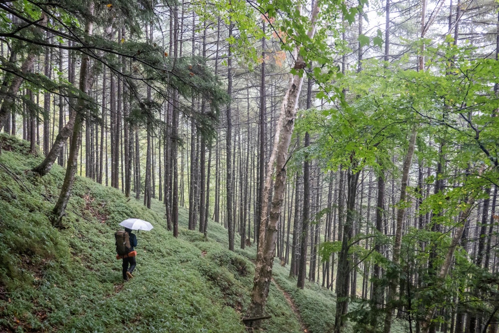 <p><span style="color:#000000">2日目、予想を反して本降りの雨。止む気配がないので、雨の中濡れたテントを撤収して歩き始める。</span><br><span style="color:#000000">伝付峠に差し掛かっても結局雨が止む気配はなく、水場でわずかに電波が入ったので予報を見ると今日は夕方までこんな天気とのこと。これではいろいろと期待できないので下山の判断をした。</span></p>