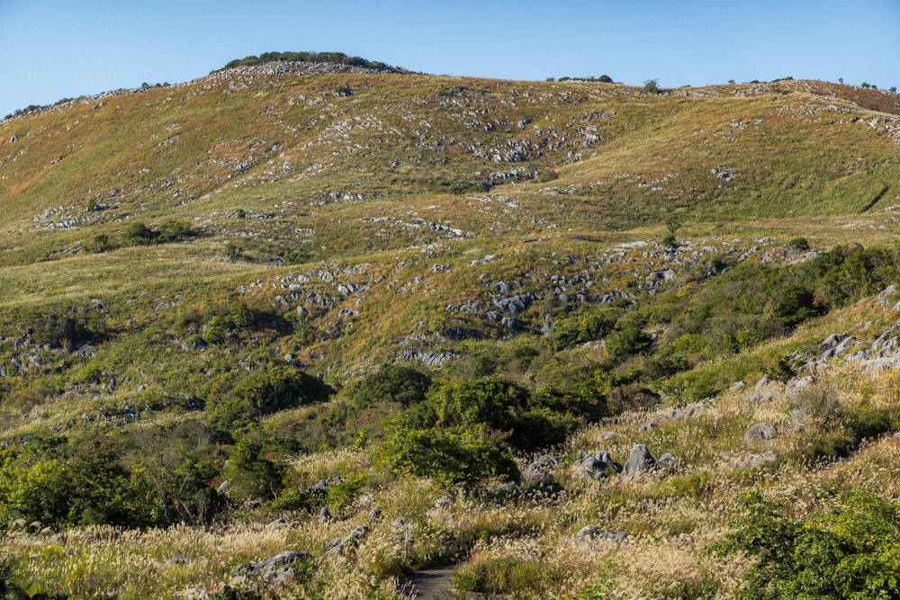 <p>何度目かの平尾台。茶ヶ床園地の駐車場につくと、ススキが開いてすっかり秋の景色が広がっていた。</p>
