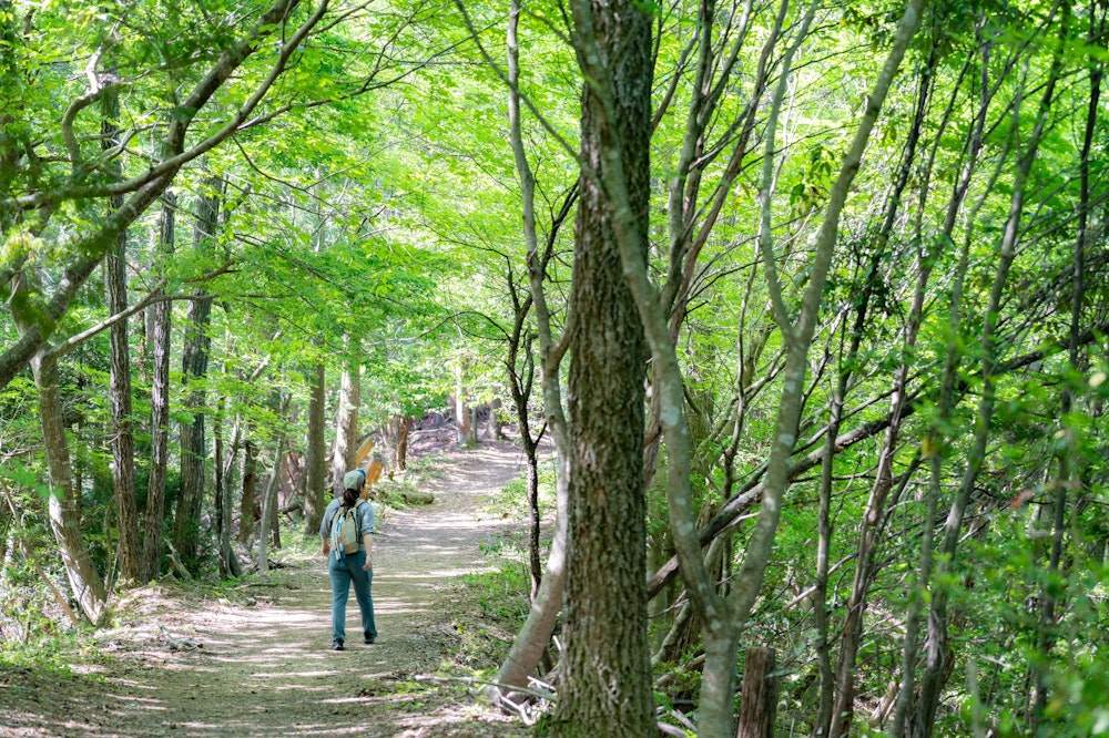 <p>鮮やかな新緑の、明るい道を進む。<br>道幅も広く、傾斜も緩やかでとても歩きやすい。</p>
