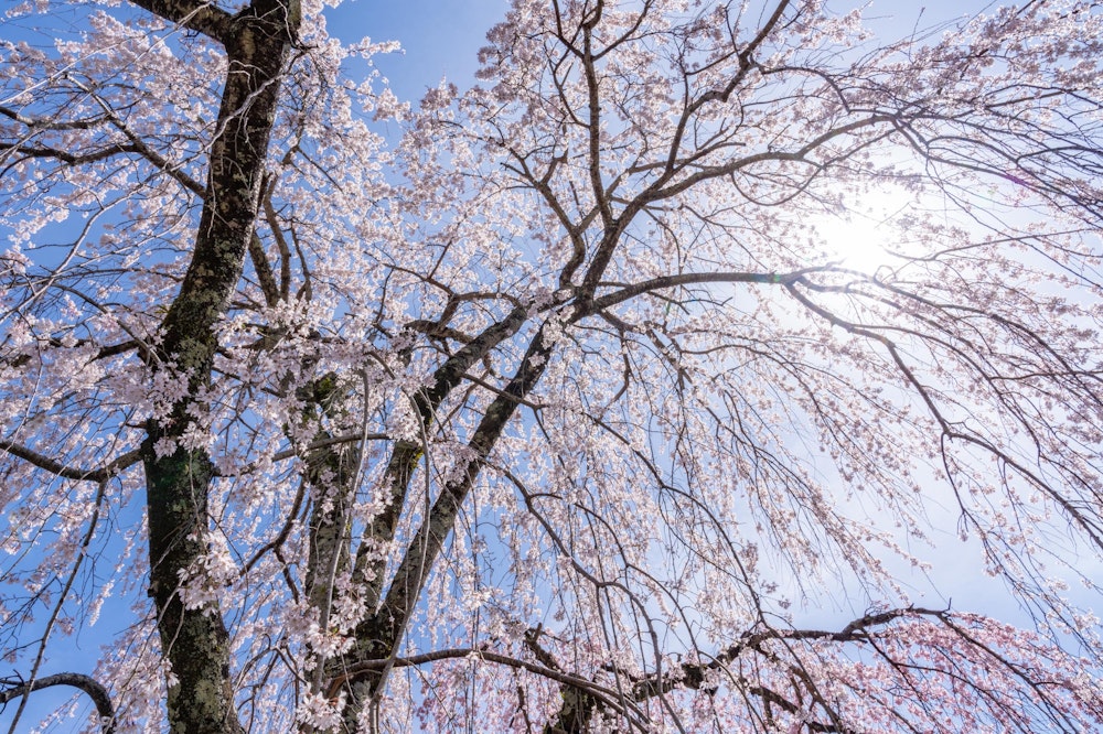 <p>花が下向きに咲くので、しだれ桜の木を下から見上げるとひとつひとつの花がこちらを向き、それぞれが重なり合って牡丹のように大きく見える。</p>